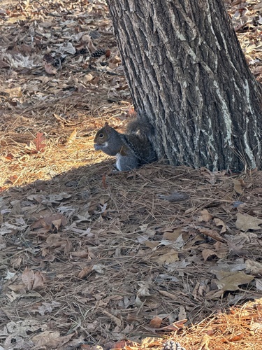 Eastern Gray Squirrel observed by nilesh_ray