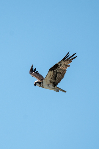 Osprey observed by wouterdelange