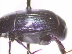 Margarinotus harrisii