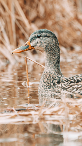 Mallard observed by wanderingstew