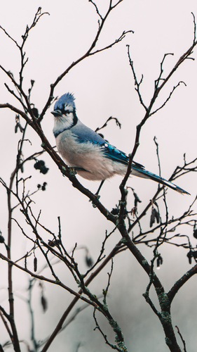 Blue Jay observed by wanderingstew