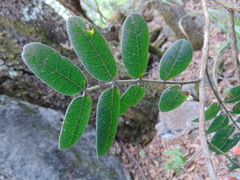 Rhus pachyrrhachis