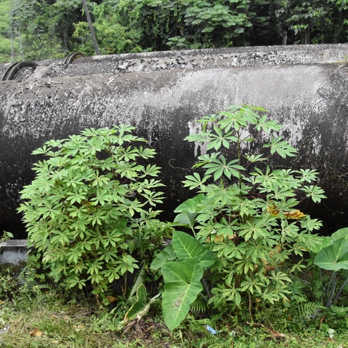 Cassava