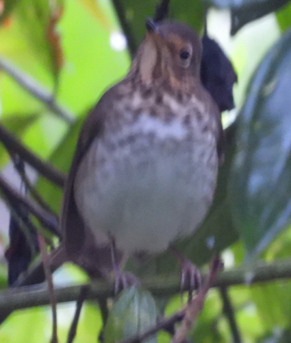 Swainson's Thrush (Catharus ustulatus)