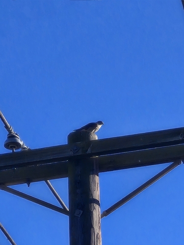 Merlin observed by oludamola