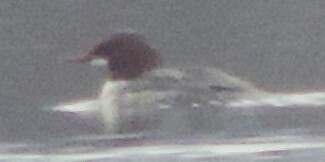 Common Merganser observed by dougbrown