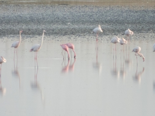 iNaturalist: (c) birdingmalaga, some rights reserved (CC BY-NC), uploaded by birdingmalaga iNaturalist image