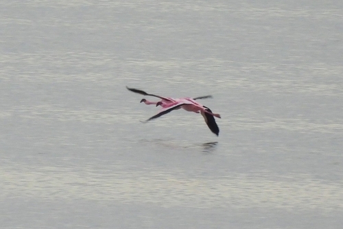 iNaturalist: (c) birdingmalaga, some rights reserved (CC BY-NC), uploaded by birdingmalaga iNaturalist image