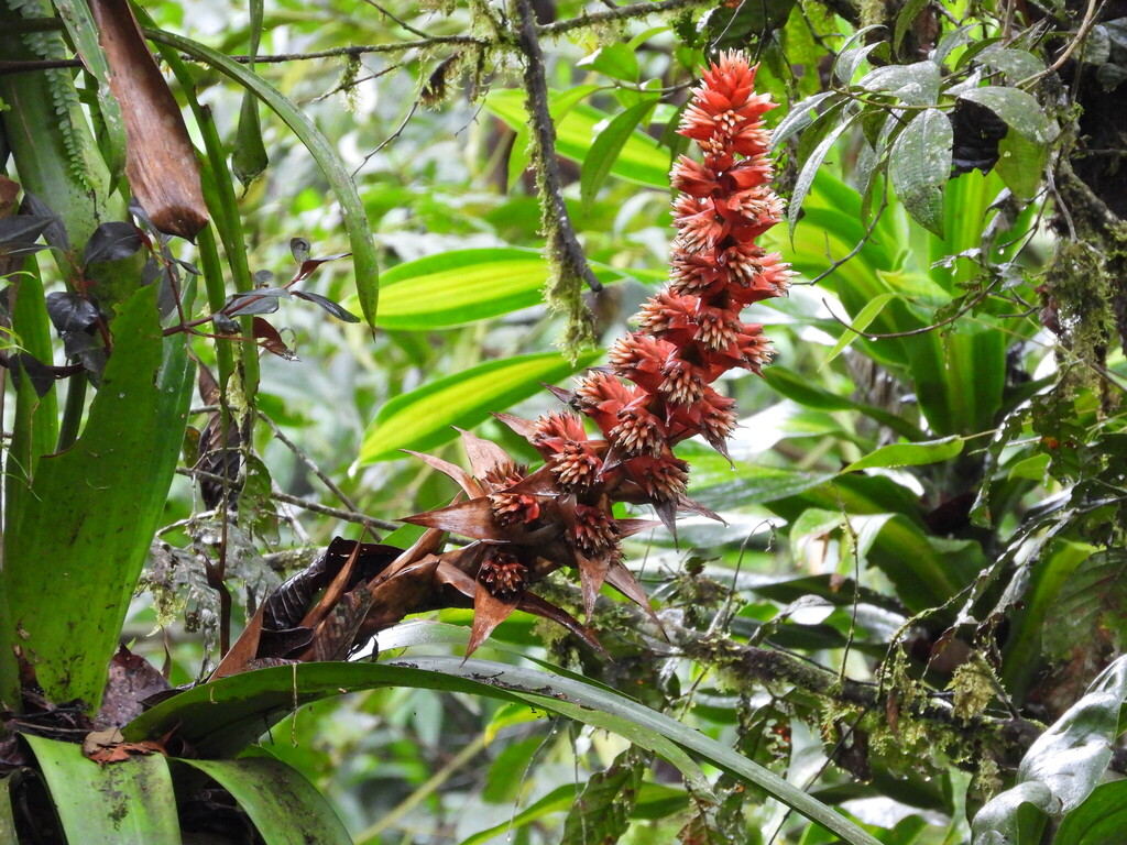 Cipuropsis capituligera; photograph (c) Anna Hess, some rights reserved (CC BY)
