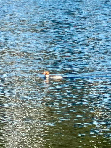 Common Merganser observed by ventuscampestris