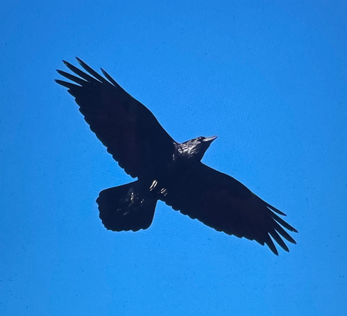 Common Raven observed by matthew_wills