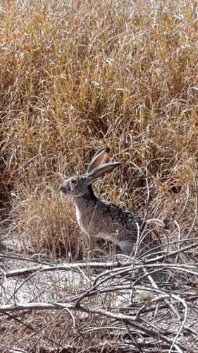 Liebre cola negra observed by maruchan87
