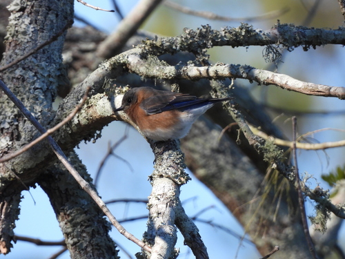 Eastern Bluebird observed by ncb1221