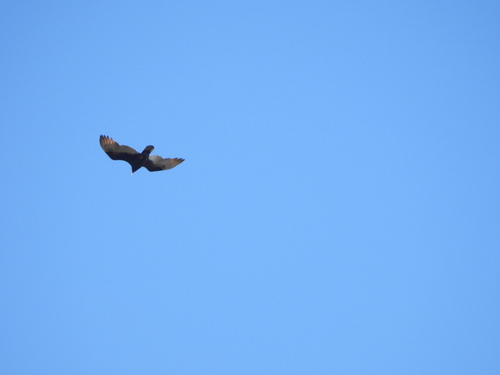 Turkey Vulture observed by ncb1221
