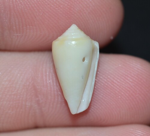taxonomy_inaturalist image for Conus stimpsoni