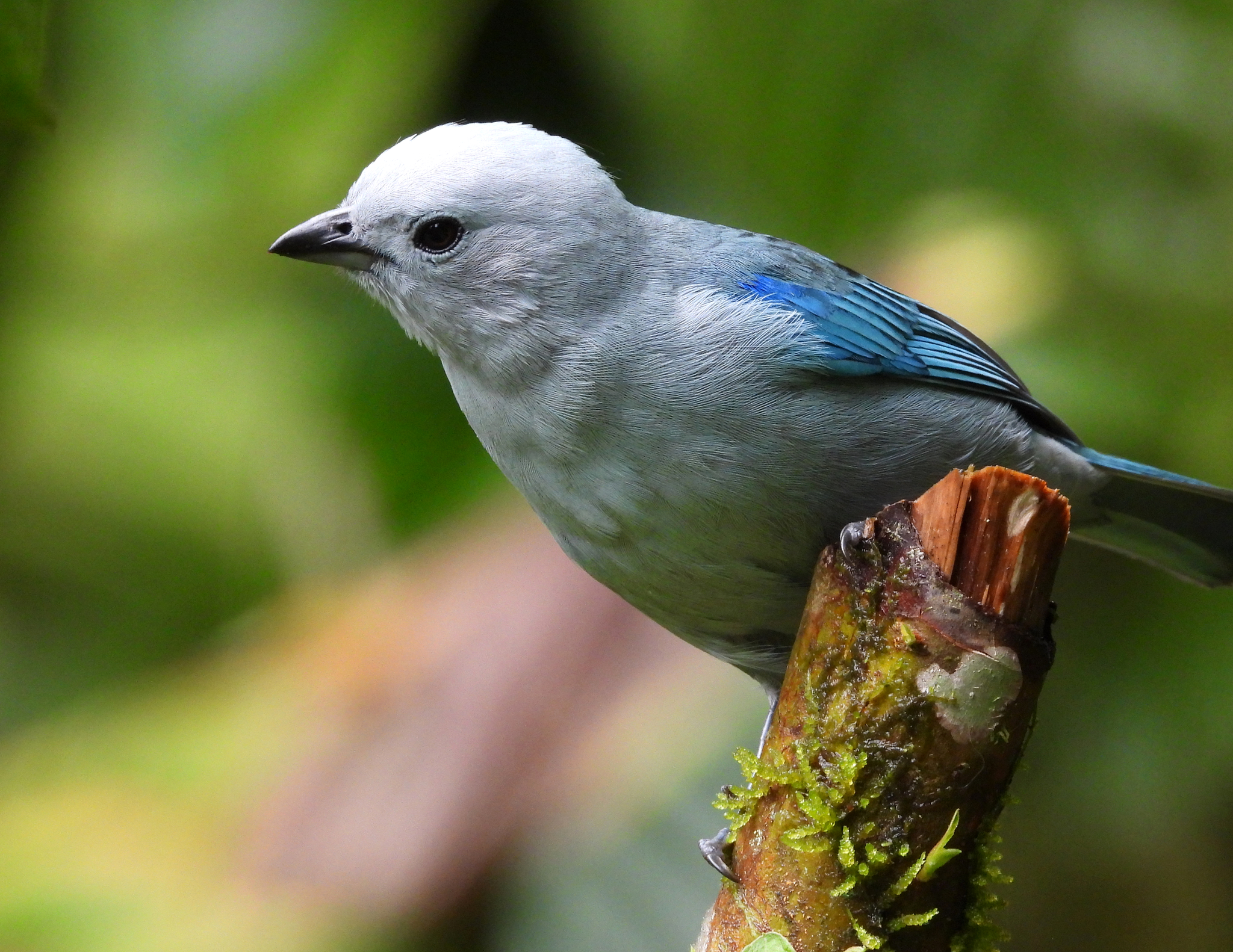 Blue-grey Tanager (Thraupis episcopus), photo 5