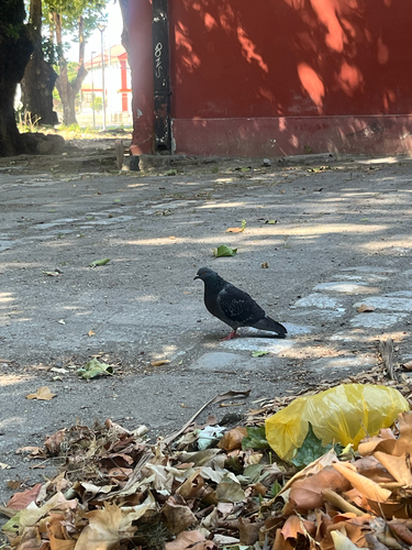 Paloma Doméstica observed by javiera_andrea2