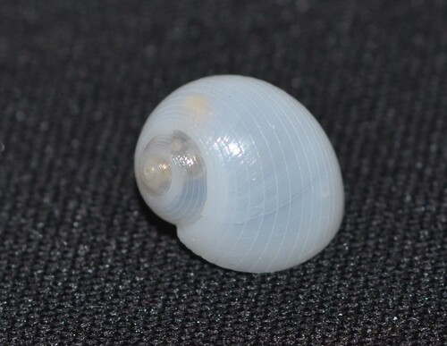 Sigatica carolinensis observed 2025-12-30