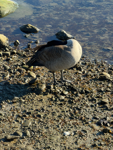 Canada Goose observed by ventuscampestris