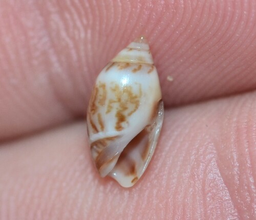 Olivella mutica observed 2025-12-30