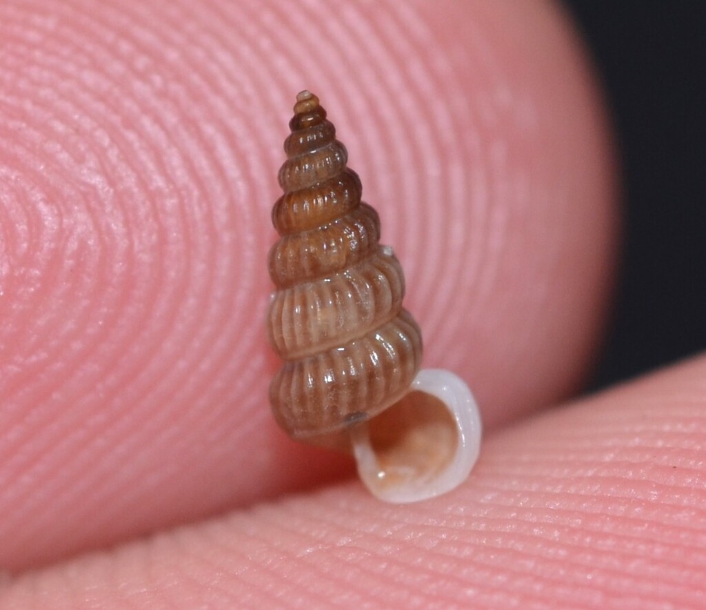 Costate Horn Shell