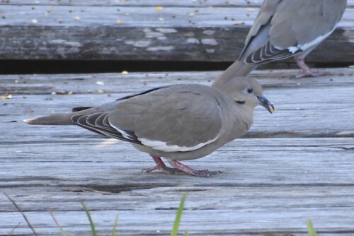 White-winged Dove observed by mako252