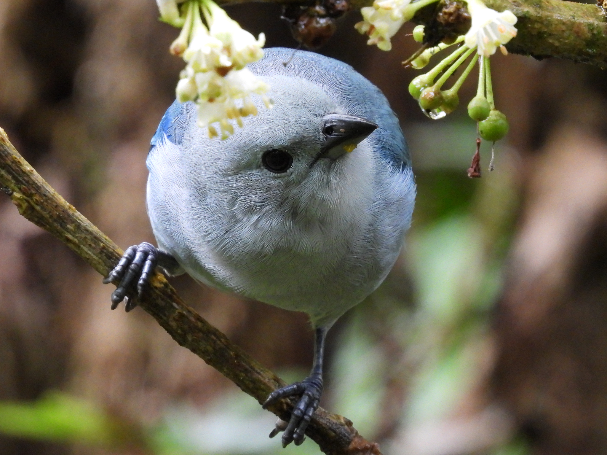 Blue-grey Tanager (Thraupis episcopus), photo 6