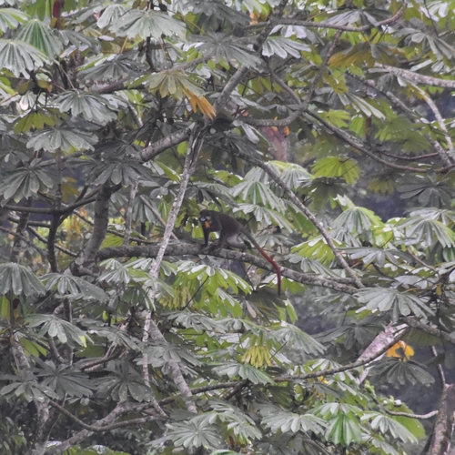 Red-tailed Moustached Monkey