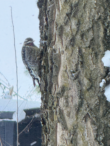 Yellow-bellied Sapsucker observed by sambrown19