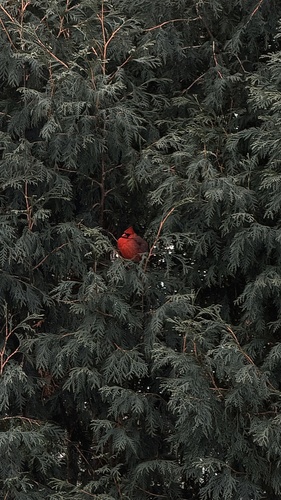 Northern Cardinal observed by ruuuthsrobin