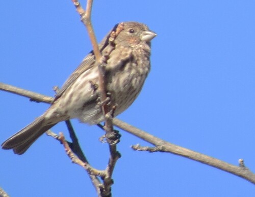 House Finch observed by billpalmer