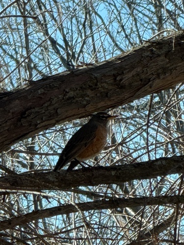 American Robin observed by wtx_ok28