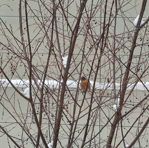 American Robin observed by jfmclaughlin92