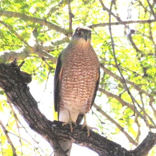 Gavilán Pecho Canela observed by leoabjaq