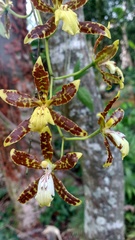 Oncidium maculatum