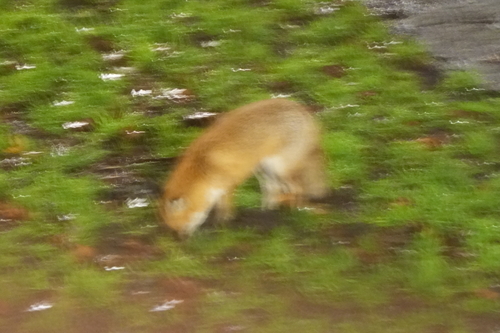 Red Fox observed by happybird44