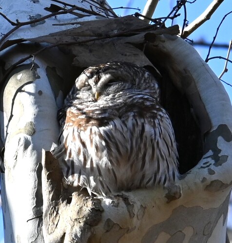 Barred Owl observed by motherearthsfeathers