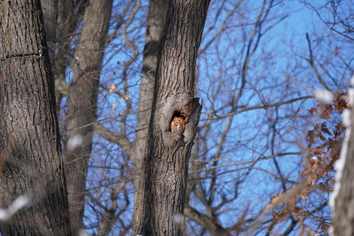 Eastern Screech-Owl observed by elaverty0103