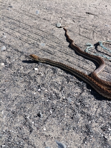 Gopher Snake observed by chavylancooperii