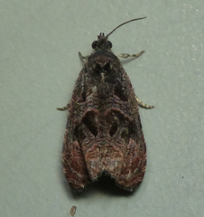 Olethreutes melanomesum