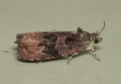 Olethreutes melanomesum