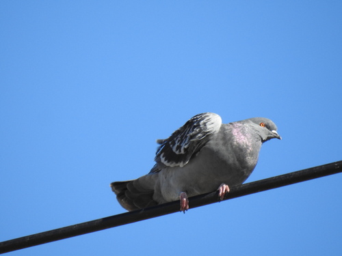 Feral Pigeon observed by williamschmidt