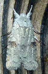 Lithophane viridipallens