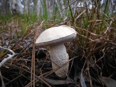 Retiboletus