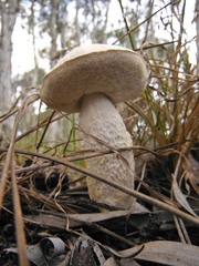 Retiboletus