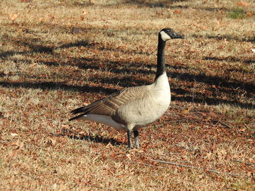 Canada Goose observed by williamschmidt