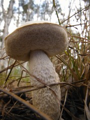 Retiboletus