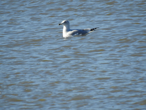 Ring-billed Gull observed by williamschmidt