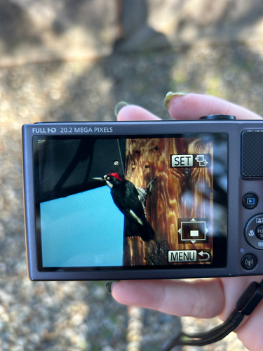 Acorn Woodpecker observed by gabd