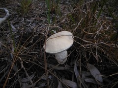 Retiboletus